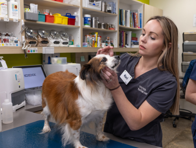 VTC partner examining a dog