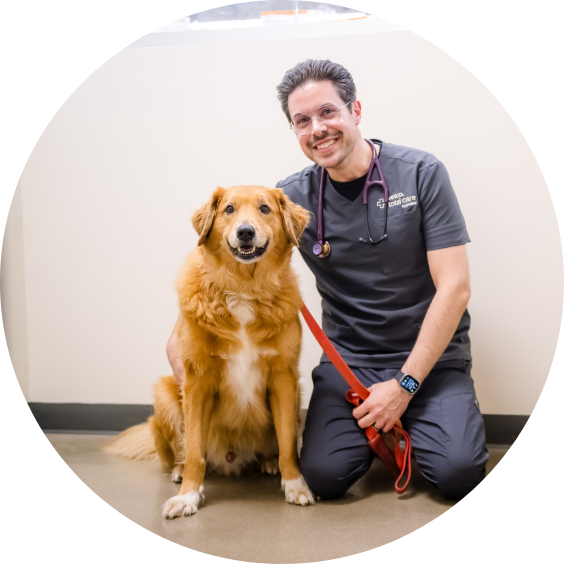 smiling veterinary staff posing happy golden dog