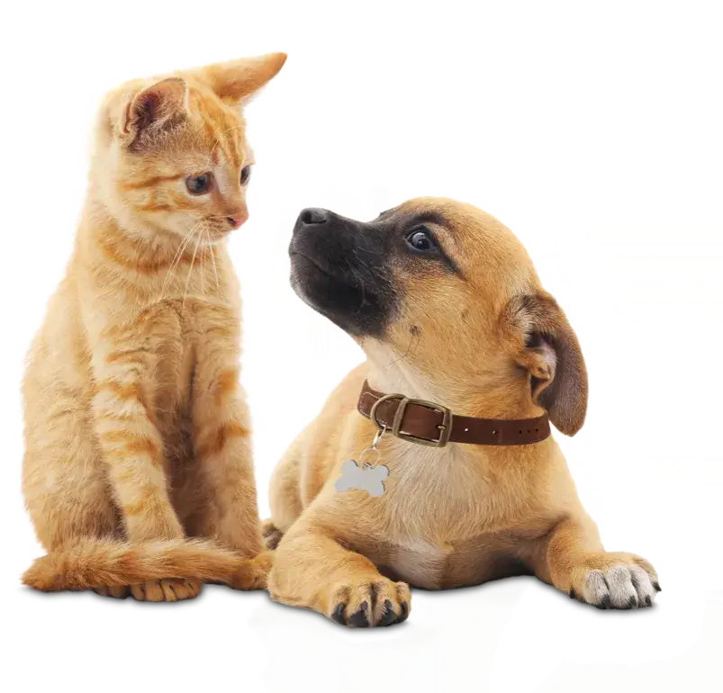 Orange kitten and puppy looking at each other