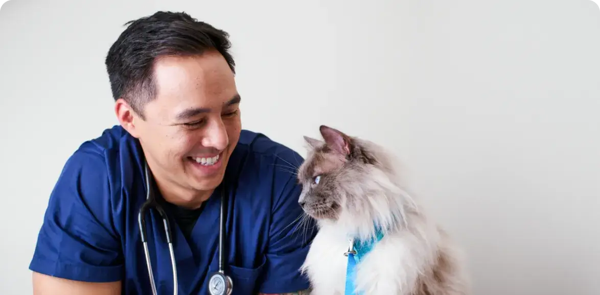 A veterinarian looks in a dog's ear