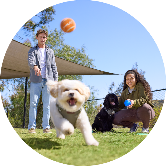 People playing with dogs outdoors, balls