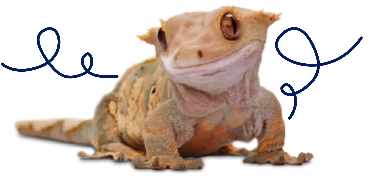 Gecko looking forward