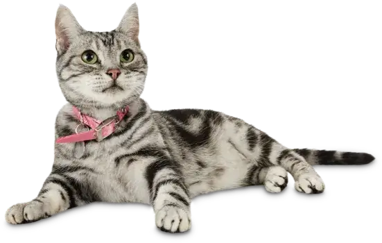 Cat with pink collar