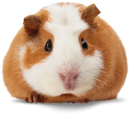 Guinea pig