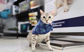 Spotted cat in bandana at pet store.