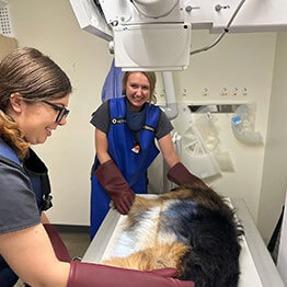 Vets doing an x-ray on a dog