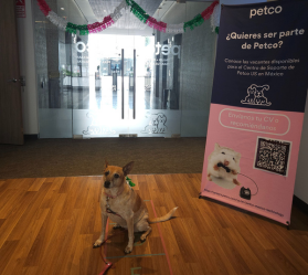Dog sitting near Petco recruitment banner