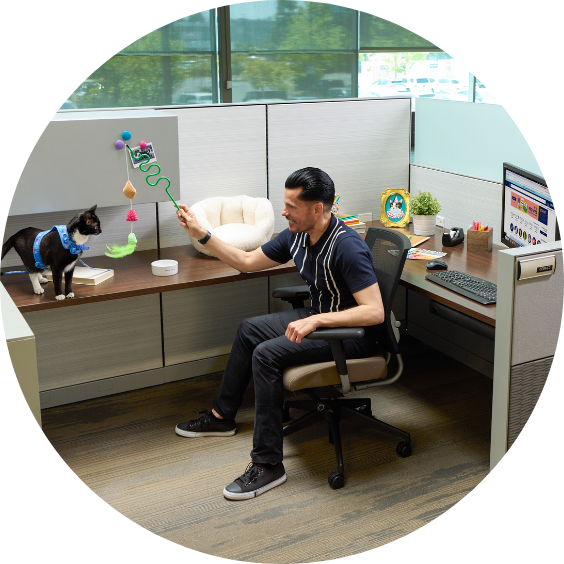 Person playing with cat in cubicle