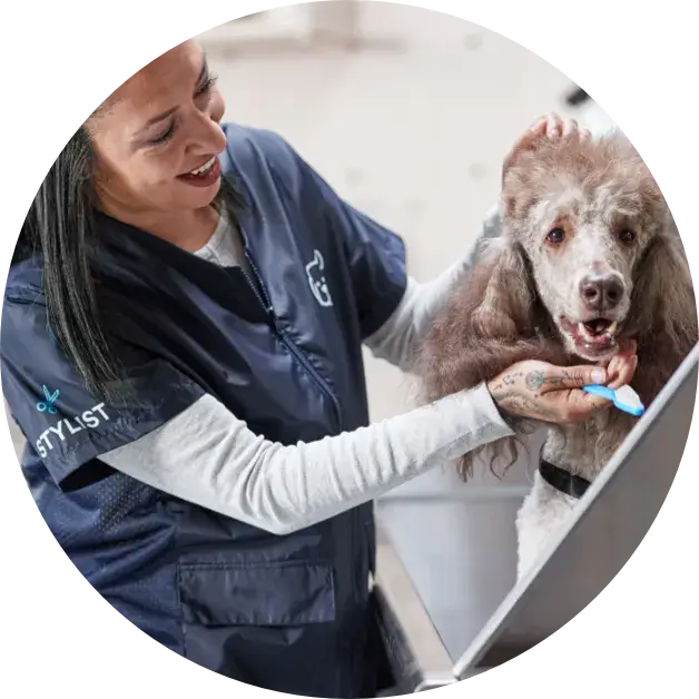 Petco stylist holding a dog before brushing its teeth