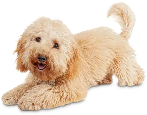 Small long-haired dog