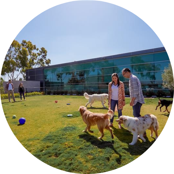 People and dogs playing on grassy lawn