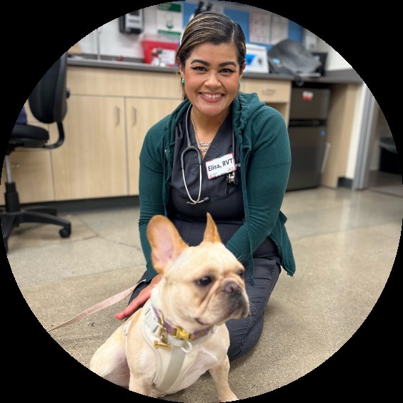 A registered vet tech with French Bulldog
