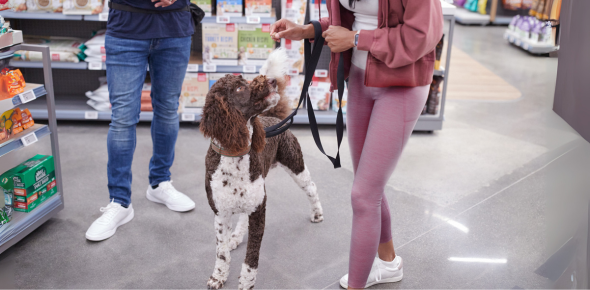 Dog being trained inside pet supply store.
