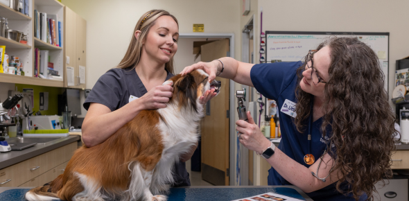 Two veterinary professionals examining a dog's mouth.