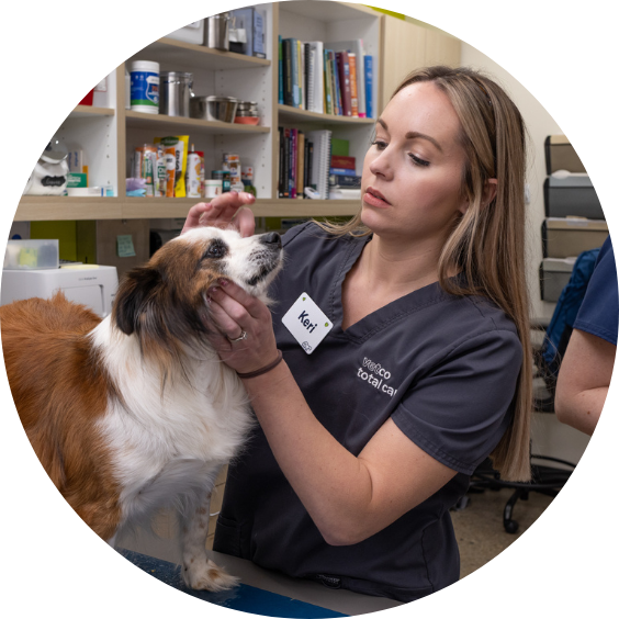 Veterinary staff examining dog.