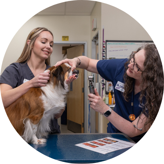 Veterinary staff examining a dog’s mouth with otoscope.