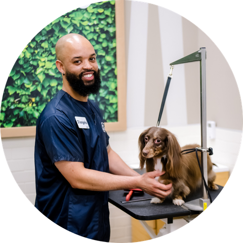 Male dog groomer grooming a dog