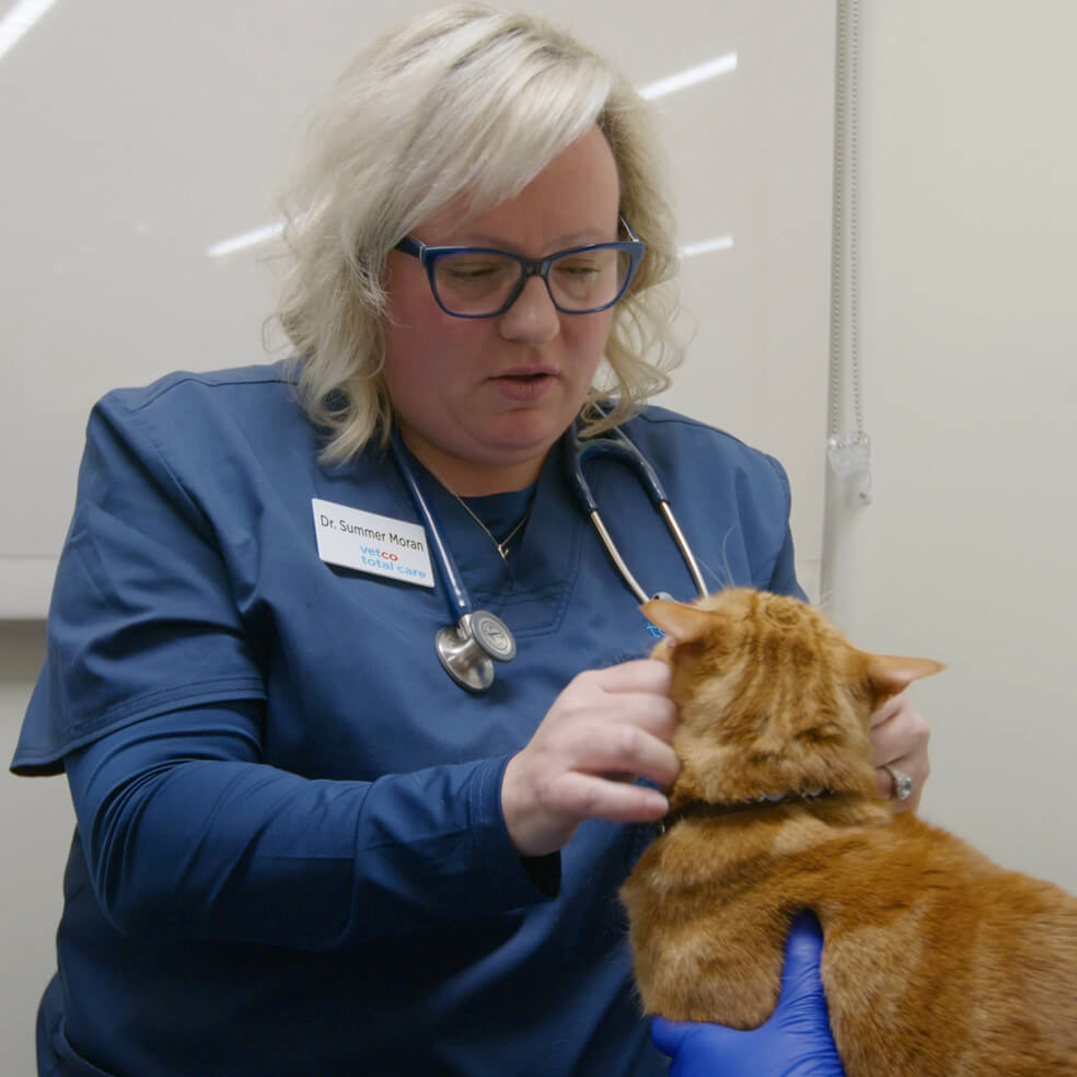 vet with a cat