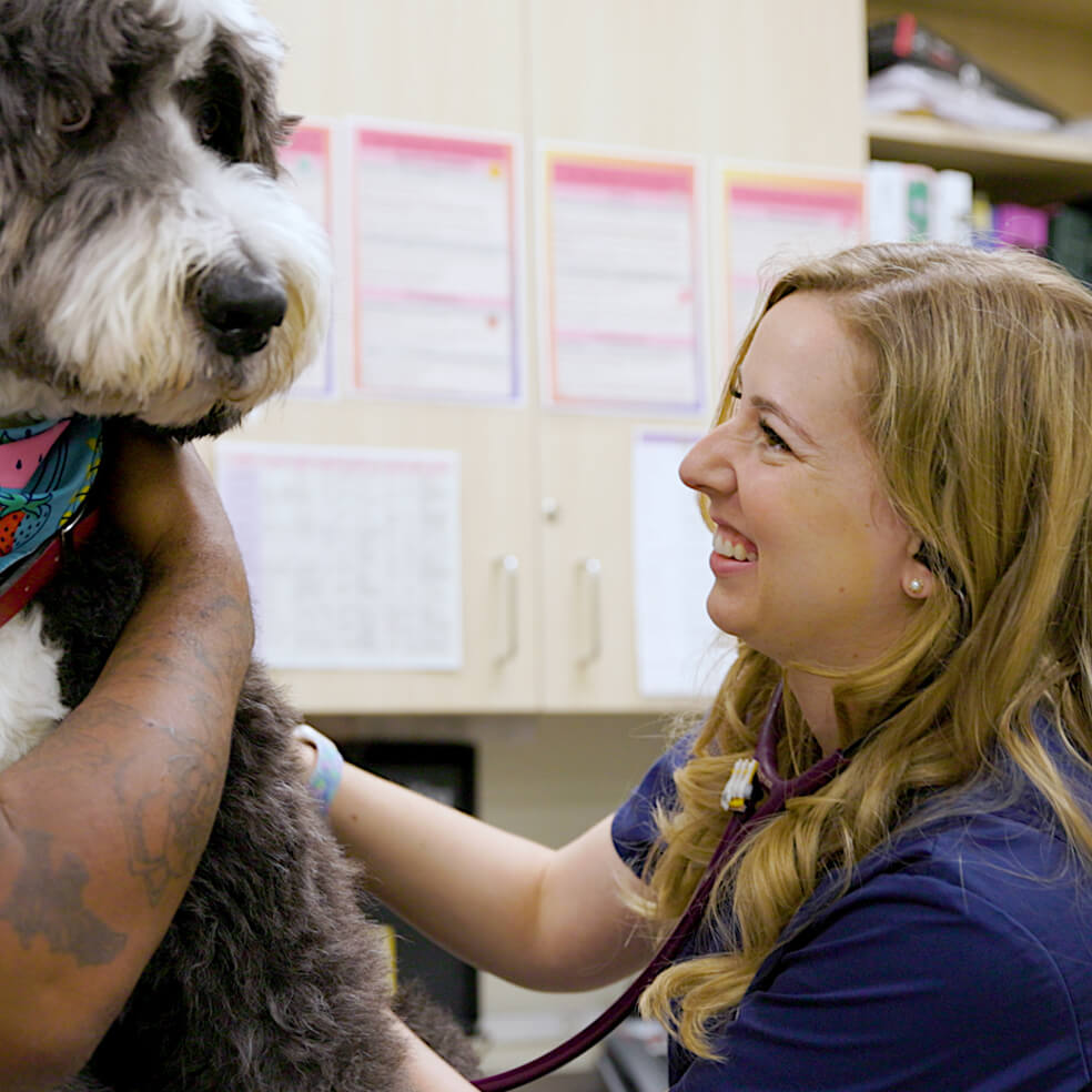dog with the vet