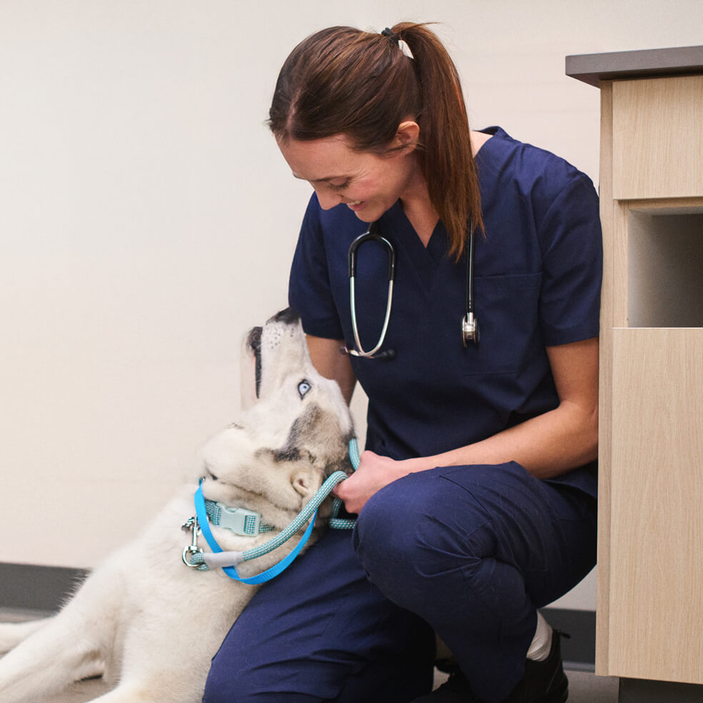 vet with a dog