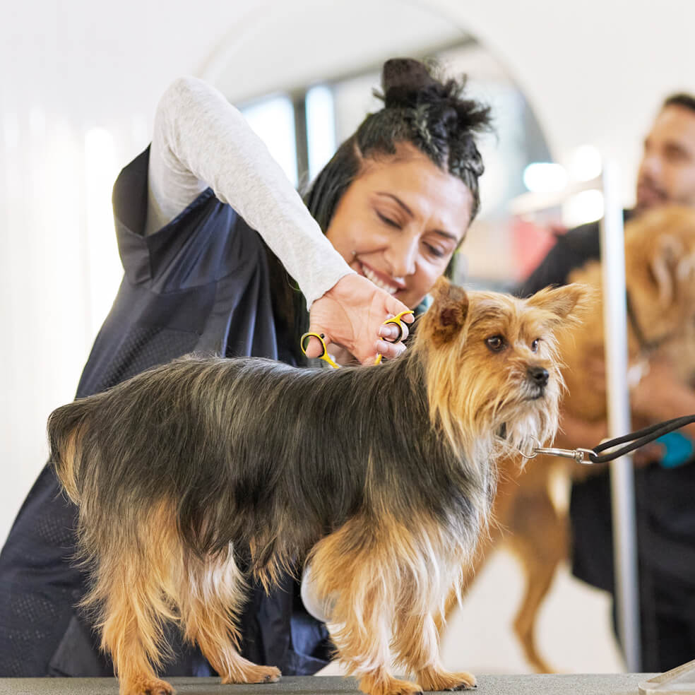 Groomer grooming a dog