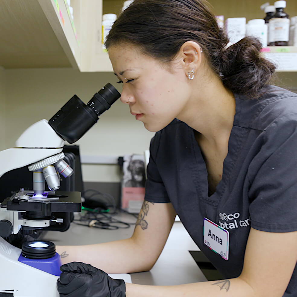 vet looking into a microscope