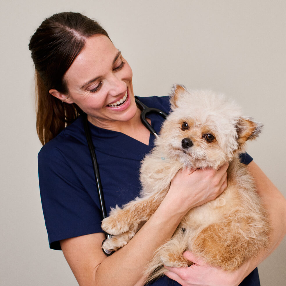 vet holding a dog