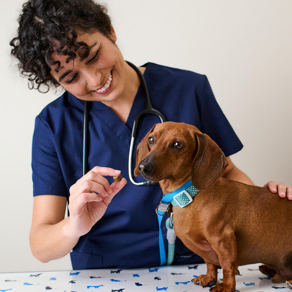 vet with a dog