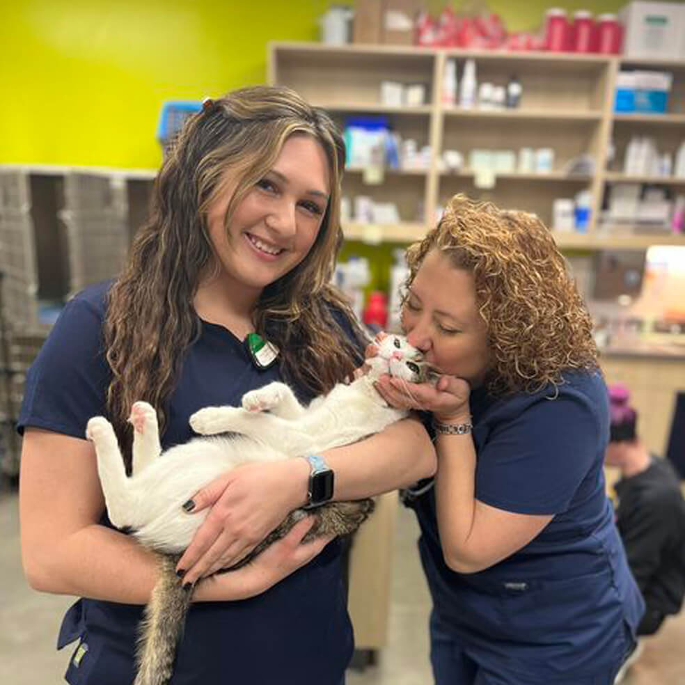 A vet mentor holding a cat with a trainee giving the cat a kiss on the head