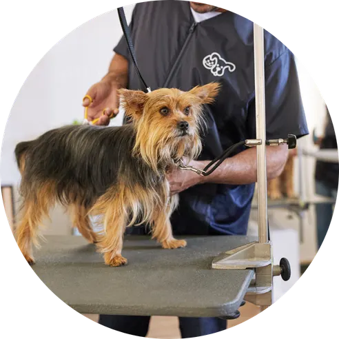 Petco groomer with a dog
