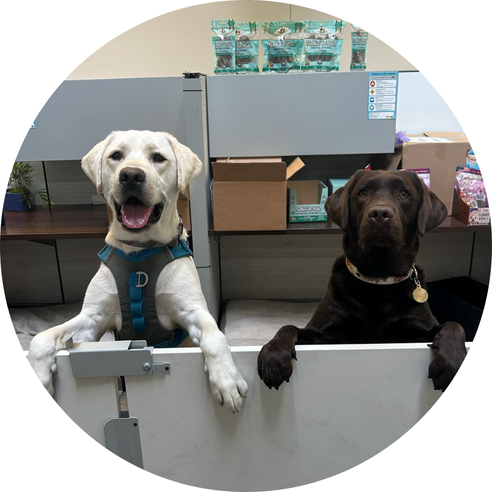 Two dogs behind barrier in pet store.