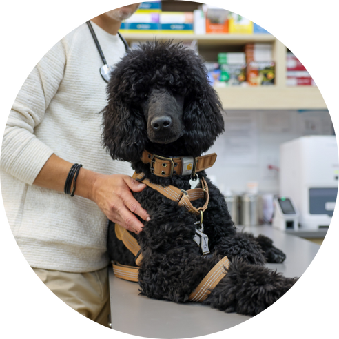 Black poodle on vet exam table.