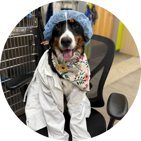 Dog in lab coat on office chair.