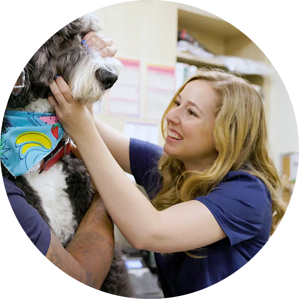 Veterinarian looks at a dog