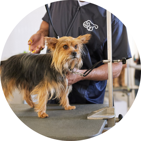 Petco stylist cutting a dog's hair
