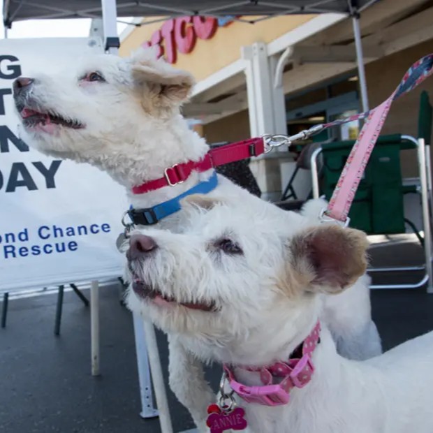 Two white curly-haired dogs wearing blue and pink leashes sit under a canopy at an outdoor Second Chance Rescue event. One dog’s name tag reads 'ANNIE'