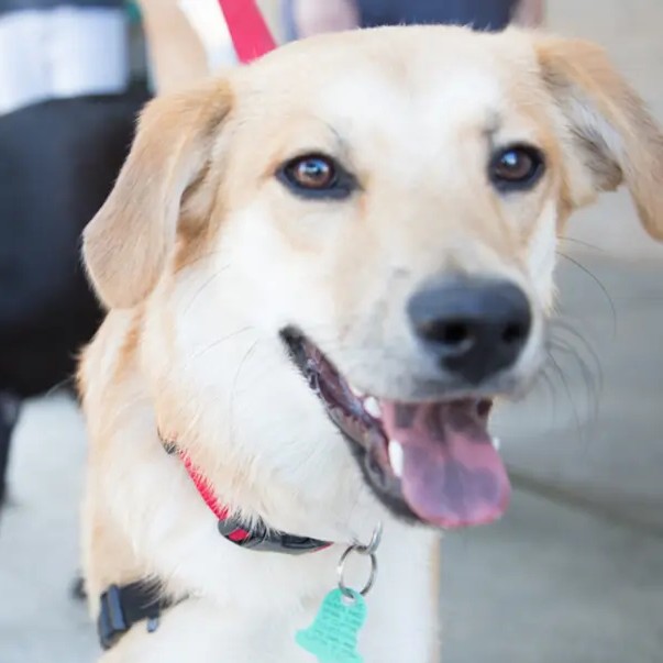 Close-up of a light brown dog with a red collar and visible tag, mouth open and tongue out, with another dog slightly blurred in the background
