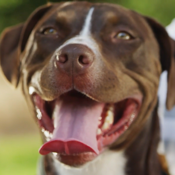 Close-up of a brown and white dog with its mouth open and tongue out, set against a blurred outdoor background with greenery.