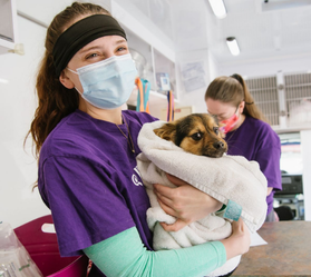 a masked women holding a small dog wrapped in a towel