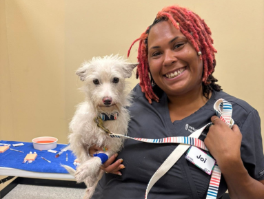 Person holding small white dog at grooming station.