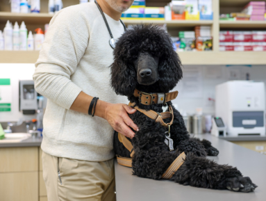 Black poodle on vet examination table.