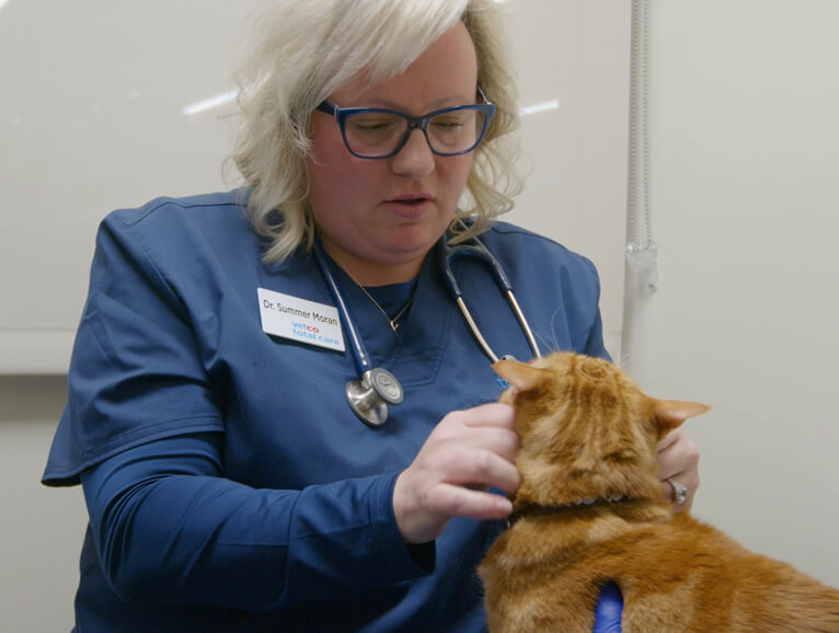 vet with a cat