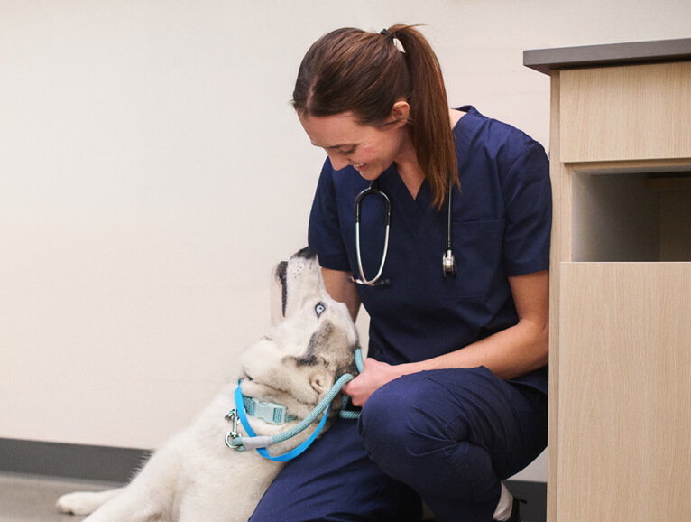 vet with a dog