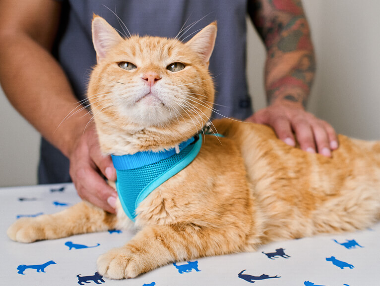 cat laying on table