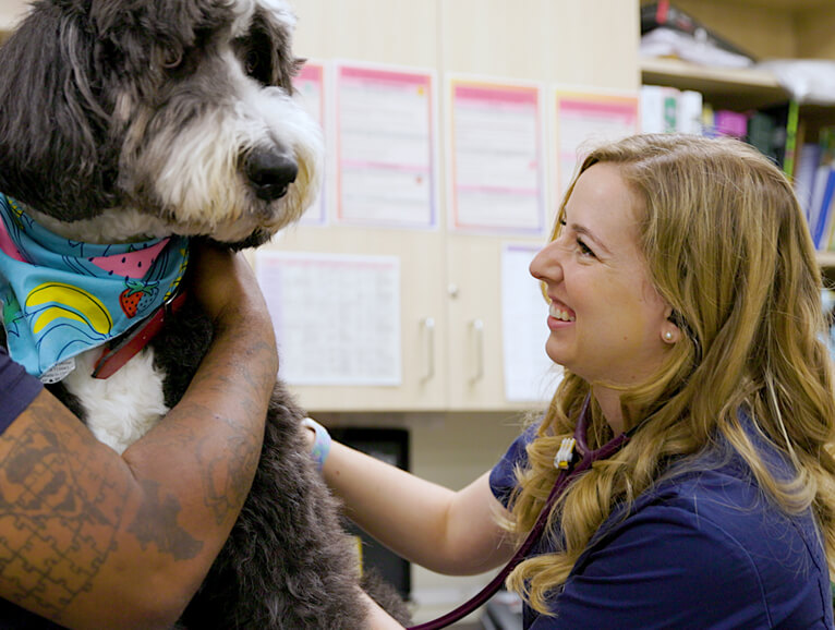dog with the vet