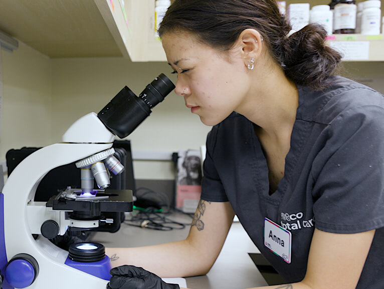 vet looking into a microscope