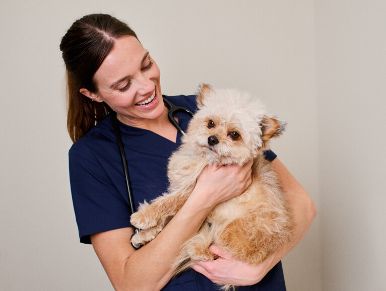 vet holding a dog