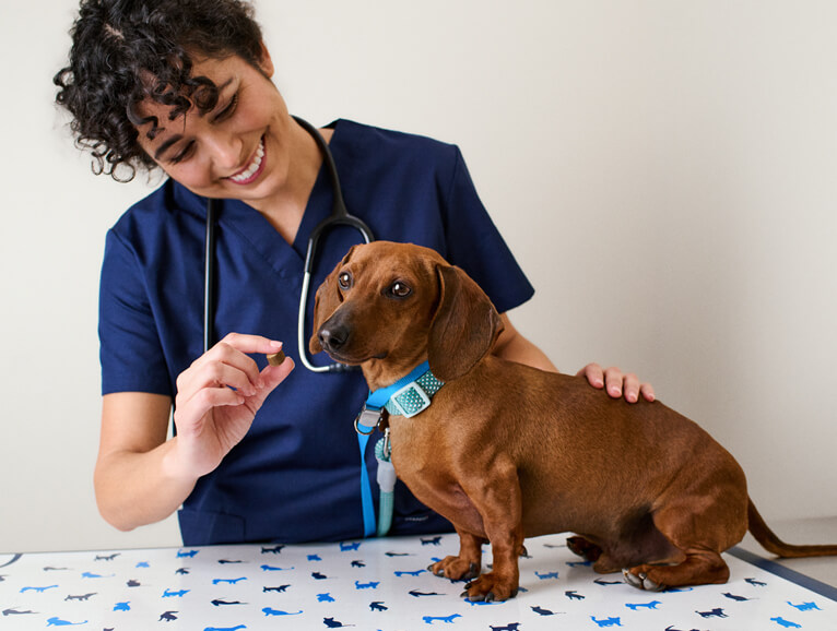 vet with a dog