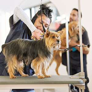 Ivanna, Grooming Salon Instructor, washing a dog