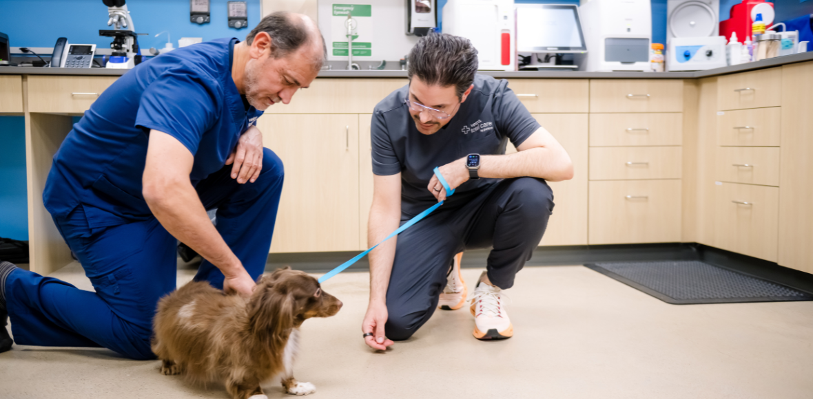 Two veterinary professionals working together with a dog inside a Vetco Total Care hospital.